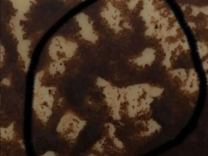 Онлайн запись к гадалке в Ставрополе